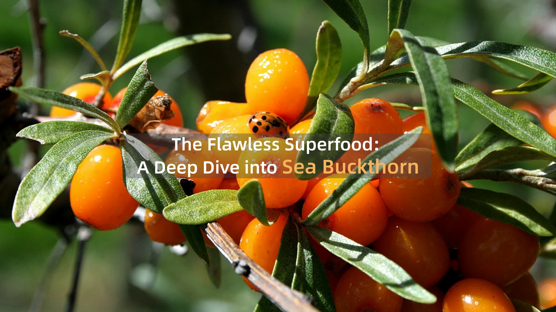 The Flawless Superfood: A Deep Dive into Sea Buckthorn